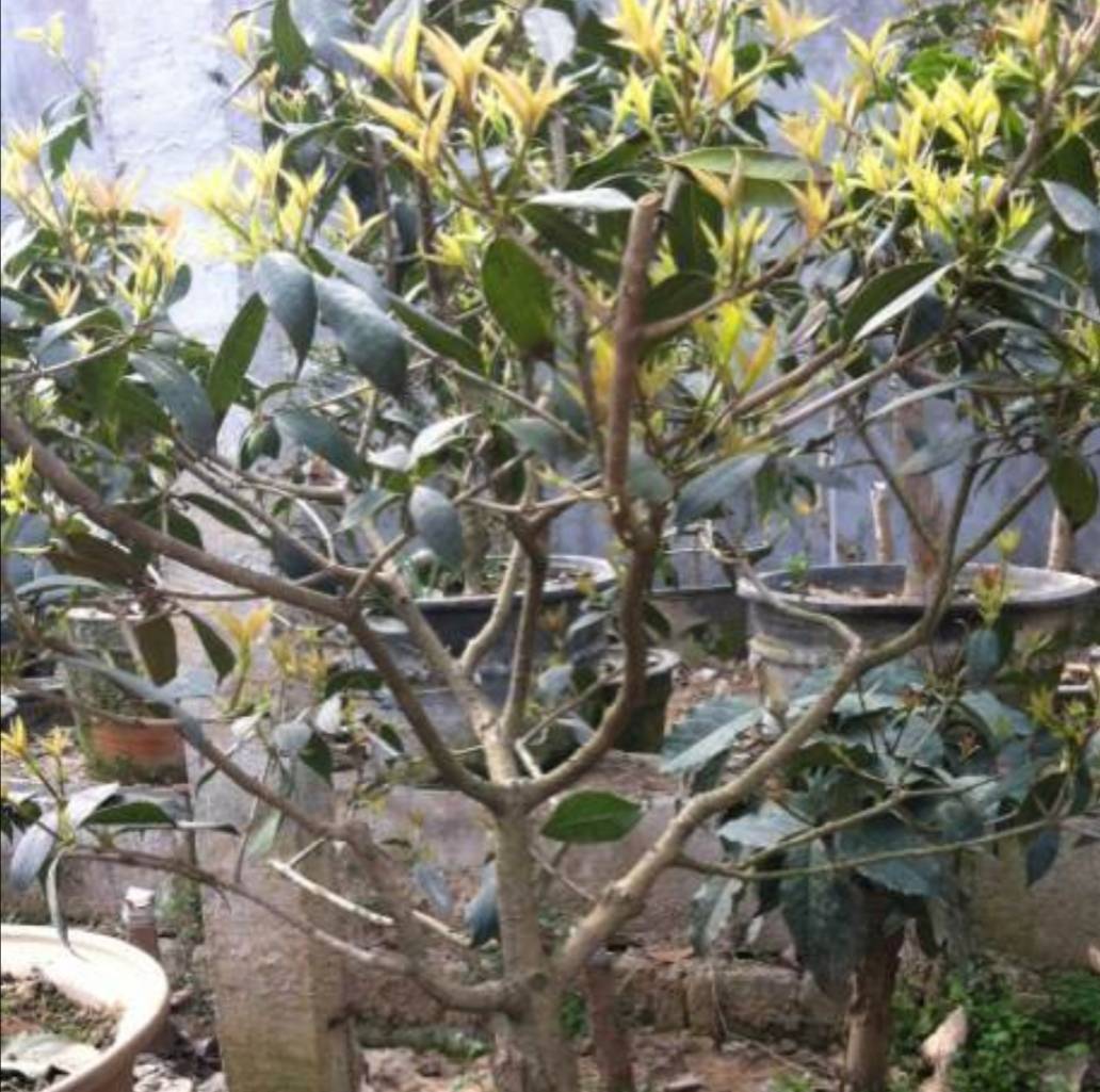 桂花春天不长新芽,多是因为养护不到位所致,只要适当的给它修剪枝条