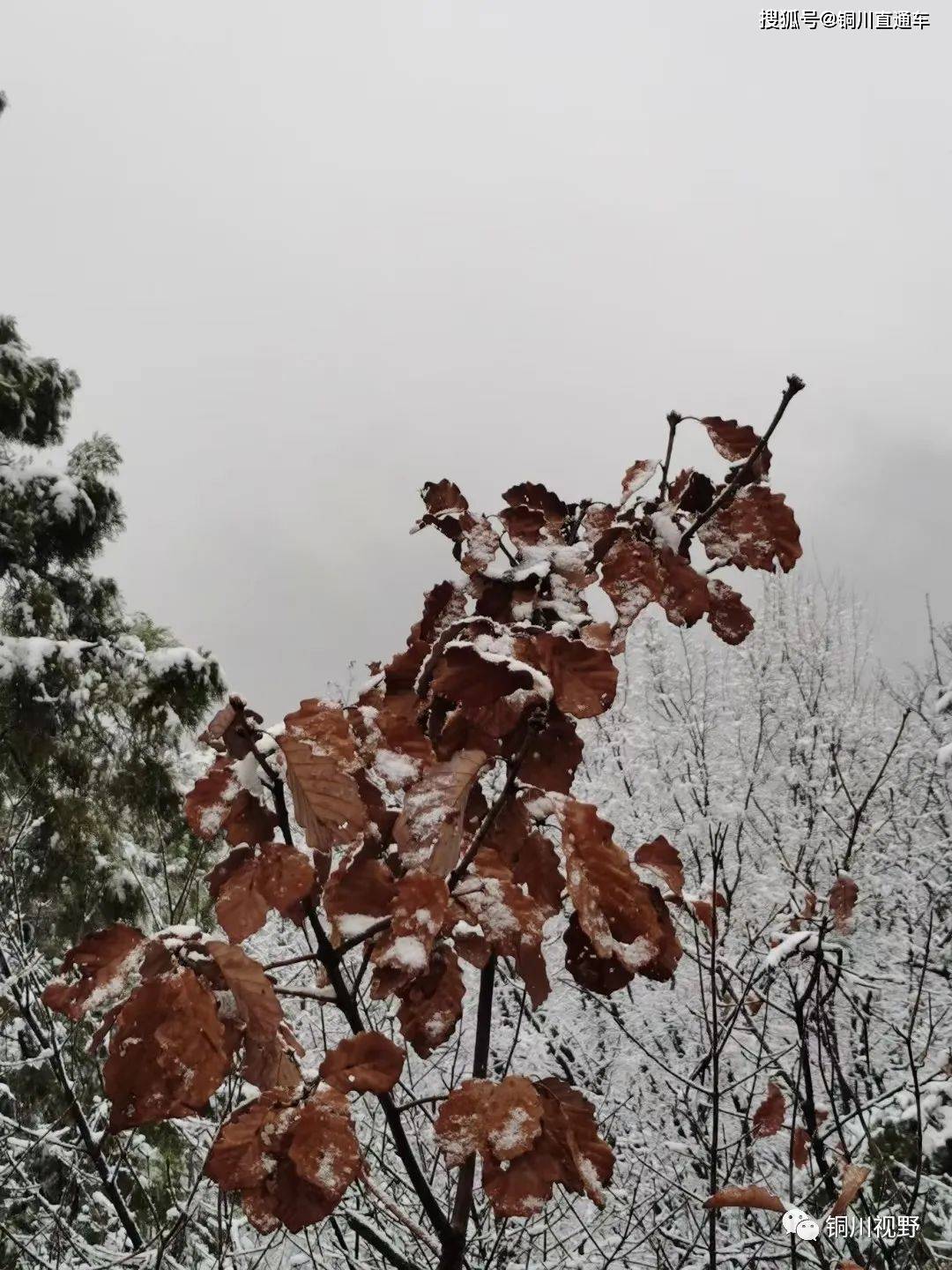 铜川今年的第一场雪，也是最后一场雪，雪中的香山美景