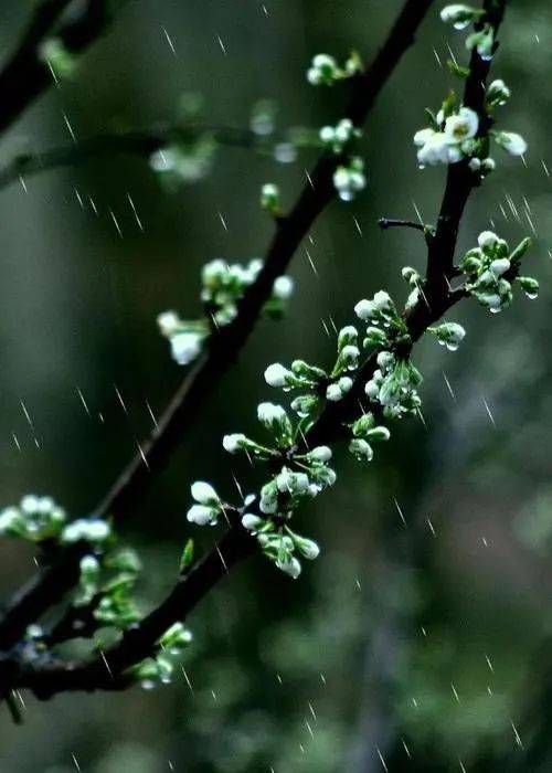 和風撫短襟,煦日漏春痕.北岸萌新草,南園染綠茵.