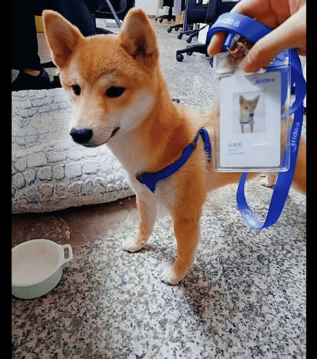 狗狗怎么叫英文 e1d3bdf9f6774bfbaa4f7833cf4e836d.png