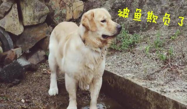 狗傻欢乐多,蠢萌小狗学喵星人抓鱼,下一秒原地气炸