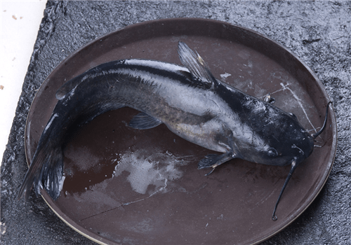 大口鲶鱼,埃及胡子鲶,土鲶鱼,塘鲺,那些看起来灰不溜秋的,并且脸上有