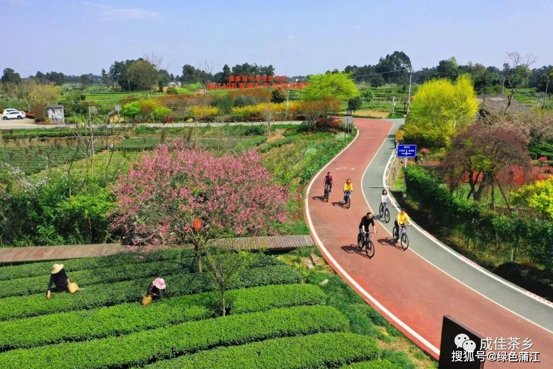 万物以荣红的灿烂黄的明媚绿的生机这个小镇不仅卖茶 还卖风光快来