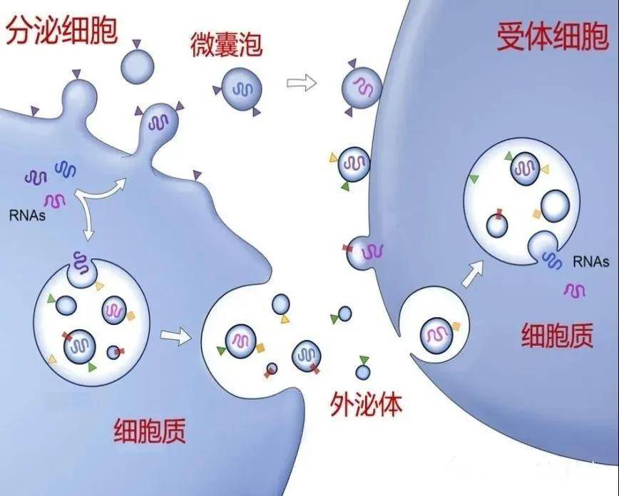 外泌体示意图图片