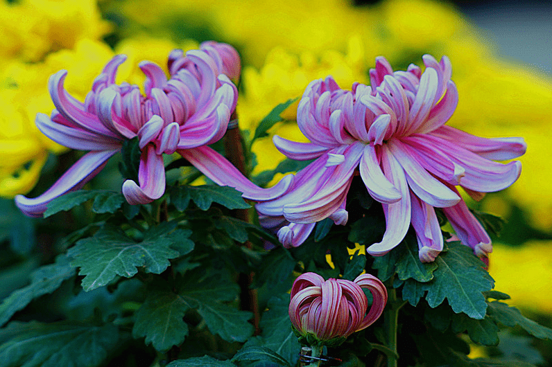 最好命的三大生肖女 生儿子能成龙 生女儿能成凤 老了最享福 女性