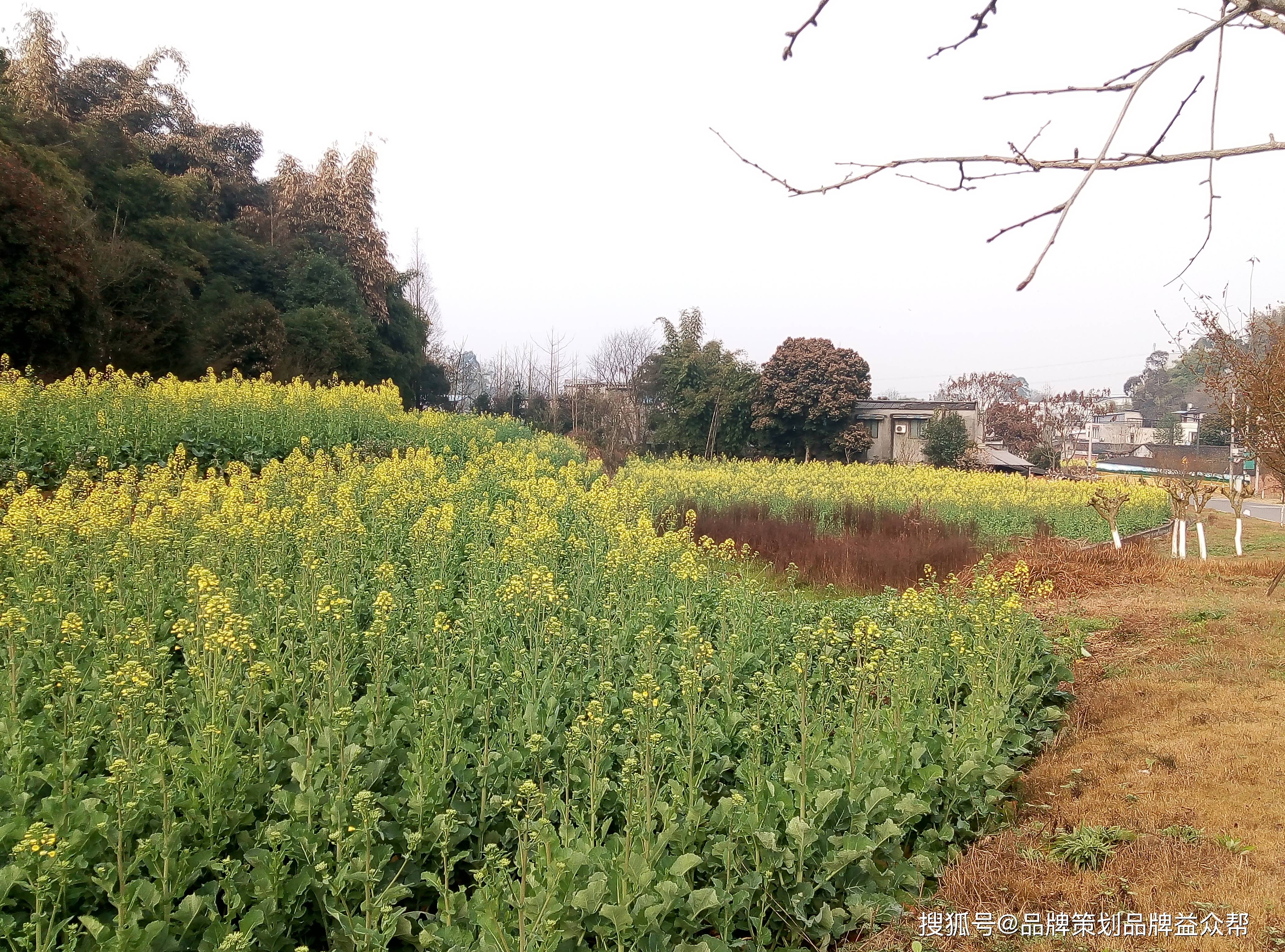 春天的乡村油菜花自然风景图片 油菜花自然风光图片8张壁纸拍摄 张今年