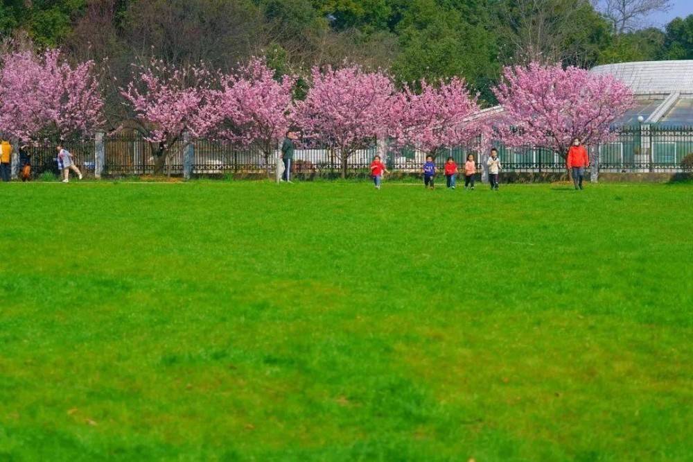 武汉樱花3月中旬左右大规模开放，花香里多了不少欢声笑语