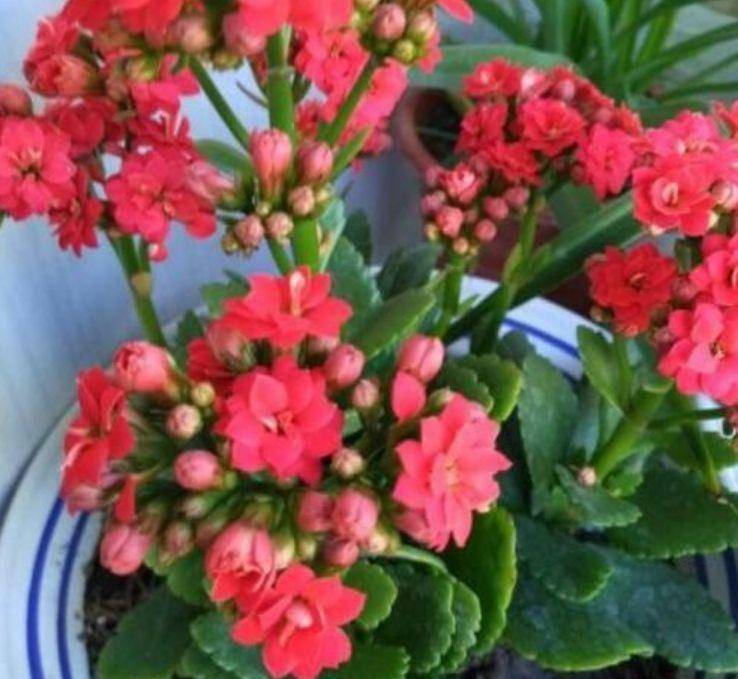 适合家里养的花好养活 580f4080fc8940d0bf9f082eb2fcdb4b.jpeg