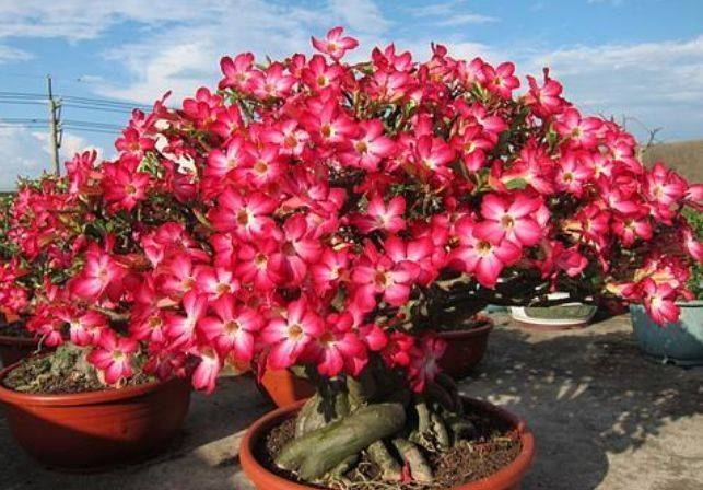 4款花超美丽的 貌可比牡丹 花香四溢 是盆栽佳品 枝条