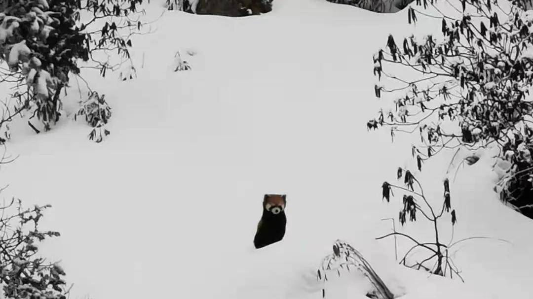 瓦屋山小熊猫在雪地里卖萌，颜值惊人