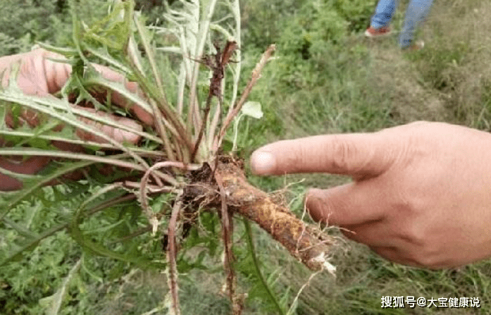 婆婆丁的功效与作用是啥 8b8dfd879a4d48238b86a4f2e4574521.png