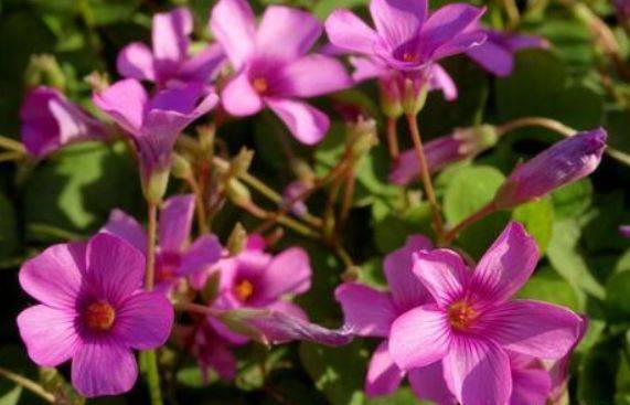 家养几种植物 一年四季可开花 阳台开出花海 牡丹花