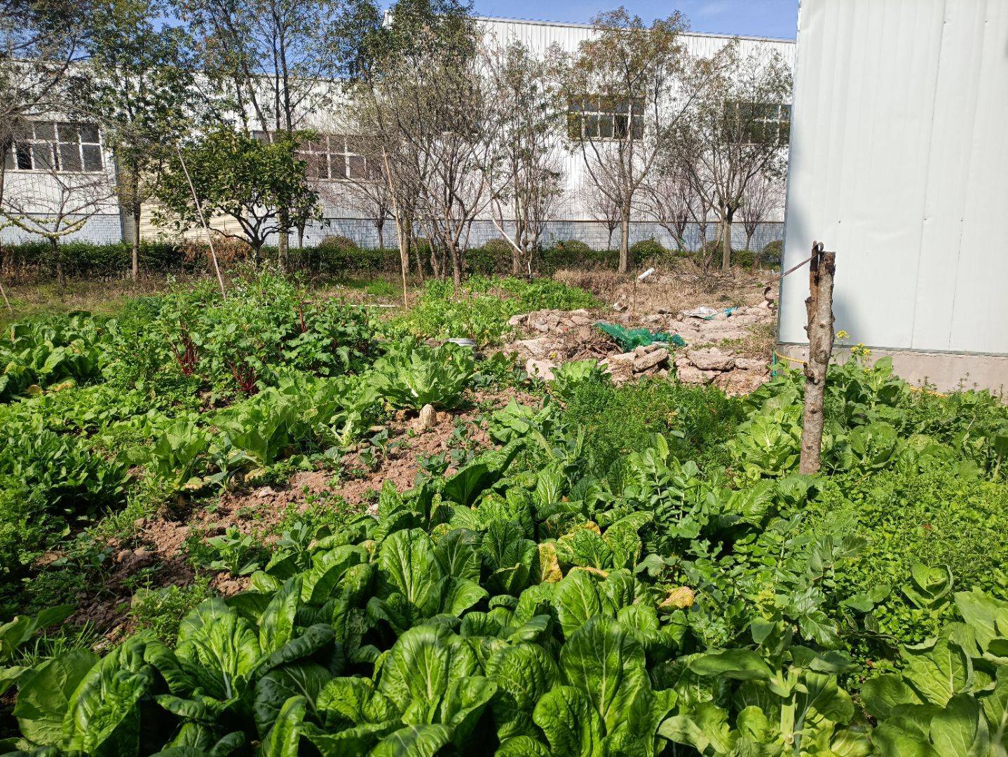 乡村经济复苏调研,川农学子在行动_邹欣彧