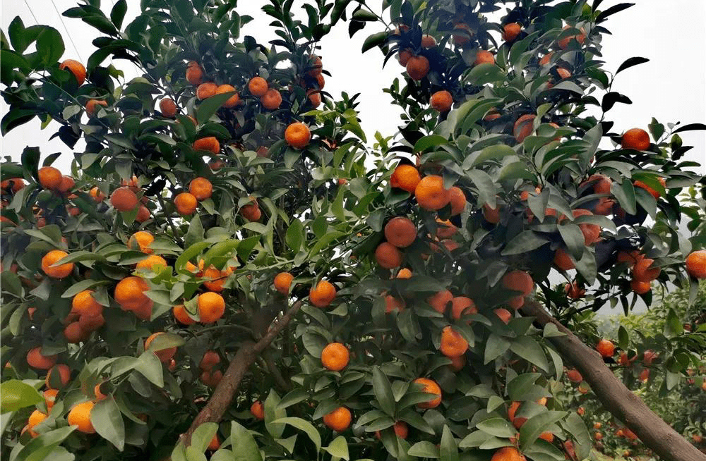 创建天府旅游名县！看四川兴文砂糖橘采摘节的时候，今年你也来吧