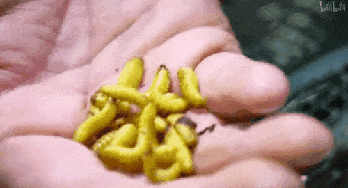 这个小生态里也孕育出了新的生命,蜗牛,蚯蚓,蛞蝓,蚜虫,十分热闹.