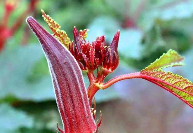 同样是秋葵 绿色 和 红色 的区别这么大 知道后别再瞎买了 营养