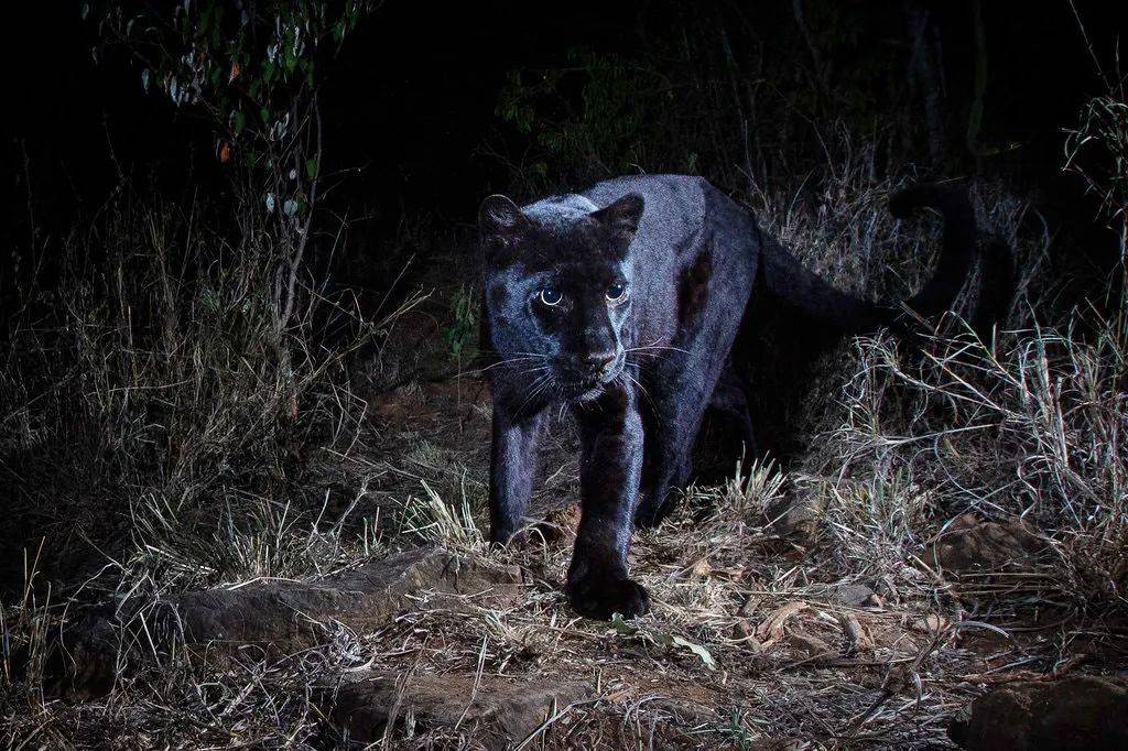 星空下的黑豹！非洲唯一一只黑豹新照曝光，摄影师足足等了半年_卢卡斯