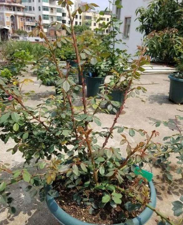 原创蓝妖:月季打顶的正确方法和注意事项