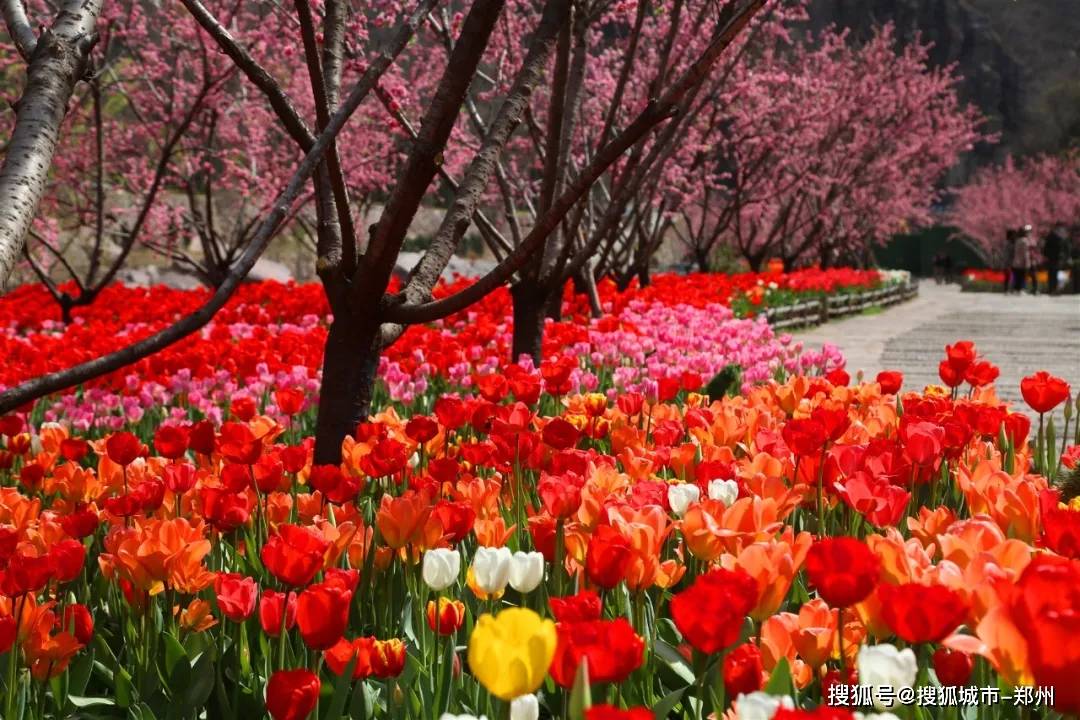 早春盛会，太行规模最大郁金香赏花节重磅来袭，福利抢先送！