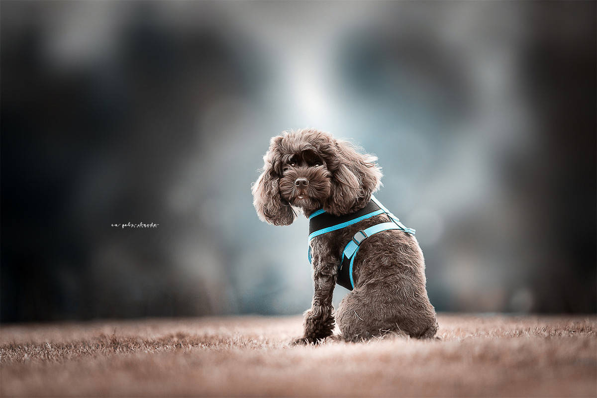 2021年笑出眼泪的段子,幽默风趣,爆笑频频