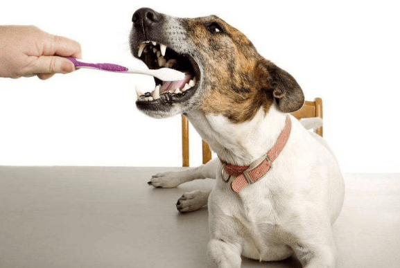 狗狗口炎的鉴别诊断 口腔