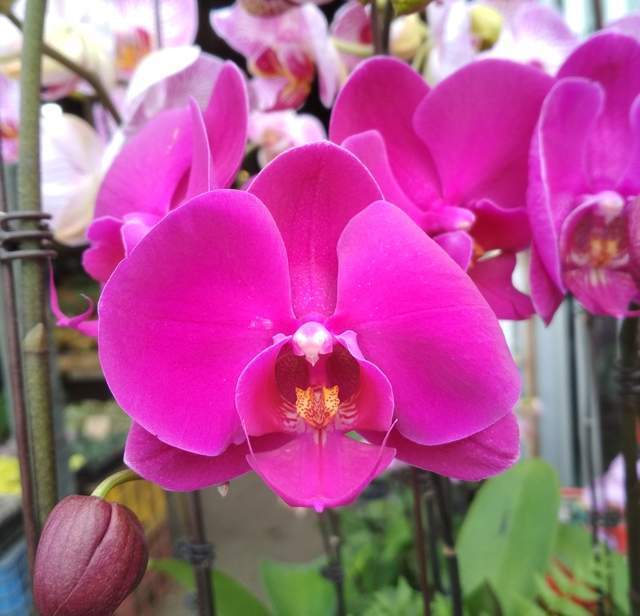 蝴蝶兰开完花后怎么处理 f7198a8af29446de9040fd2cc8e07d89.jpeg