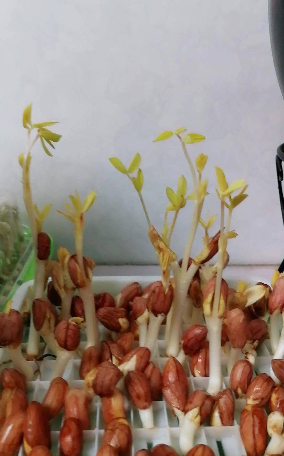 如何自己生绿豆芽？