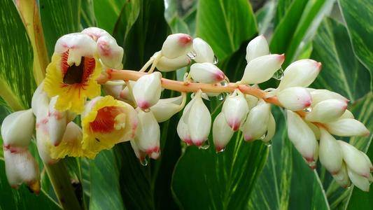 生姜很常见 但你们见过生姜花吗 姜目