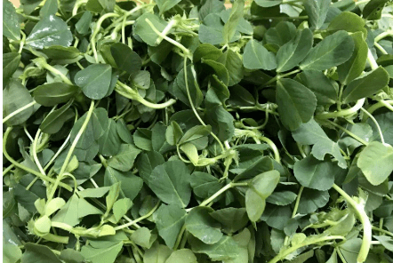 这种三叶草,是上海人爱吃的"草头",遇到了别忘采摘,14元1斤