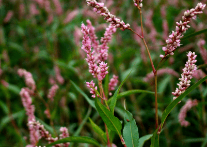 它叫"辣椒草",比辣椒还辣,爱长在房子前后,但别清除,有价值_手机搜狐