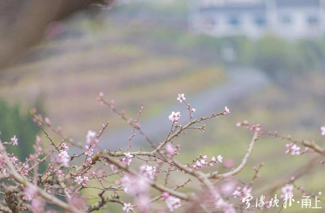 世外桃源！宁波这个地方的桃花竞相开放！盛花期就在……