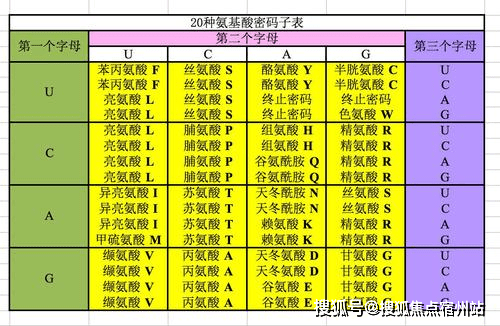 图:密码子表,dna通过rna进行转录,rna的碱基主要是aucg,在转录的过程