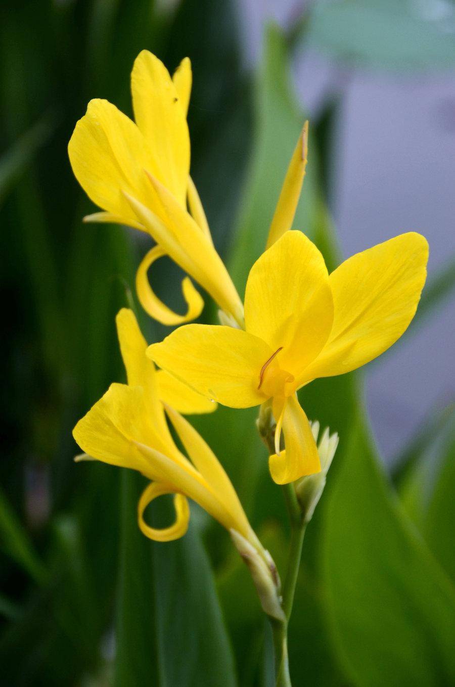 生姜很常见 但你们见过生姜花吗 姜目