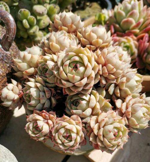 多肉怎么换盆才能长得好 02718f31432c428e80e66fd492dd0c9b.jpeg