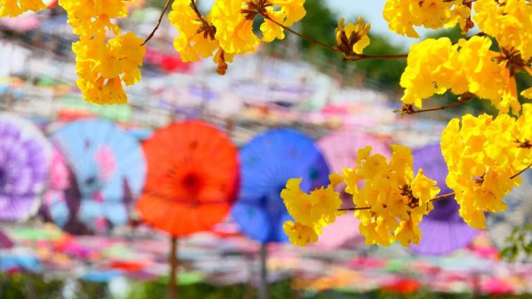 广州春日最新赏花指南，带上娃去花海里翻滚吧！