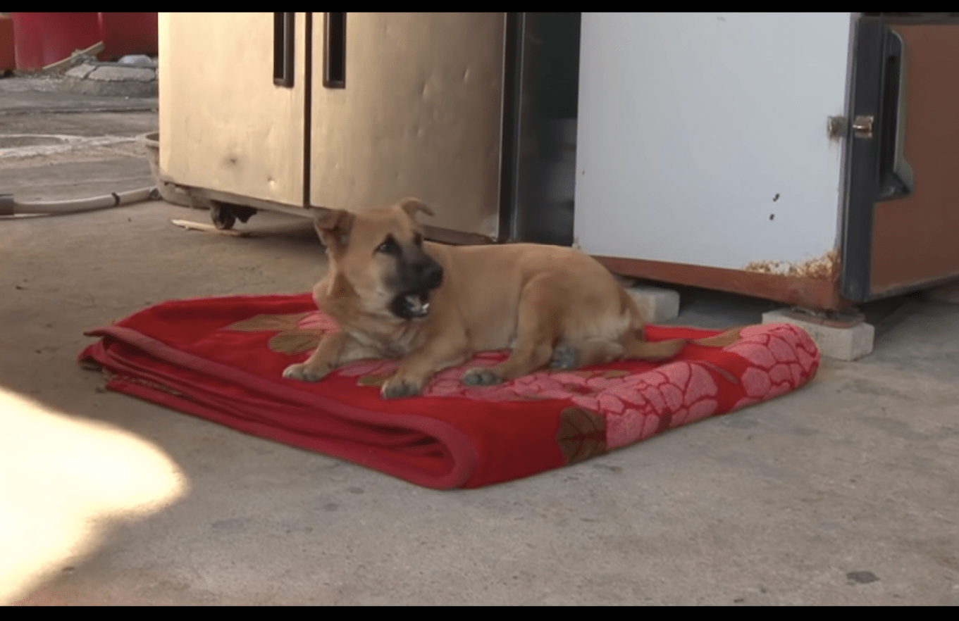 流浪狗被带回家,睡觉时做噩梦全身抽搐,听完医生的解释后很心疼