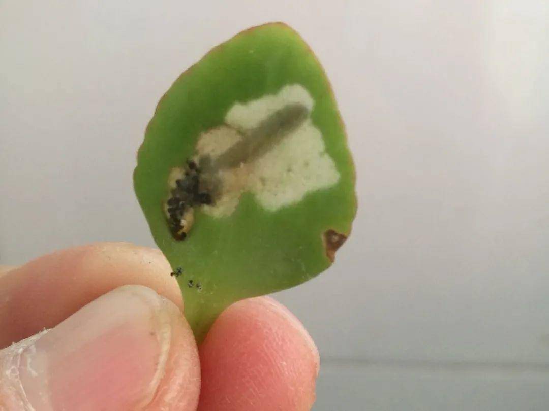 家里最近有种小虫 深褐色 一粒芝麻大小 会飞 有硬壳 会咬人 形态想微缩版的甲虫 图为放大镜状态家里最近出现了很多芝