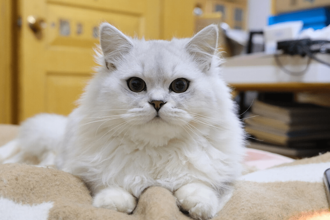 养金吉拉猫之前必须知道的6件事能接受再养