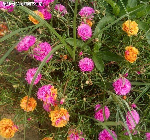 原創春天適合養什麼花5種開花植物有土就能活花期開花超多