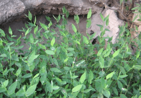 提到鞭炮草这个名字,估计很多人都已经想起来是什么样一种植物了.