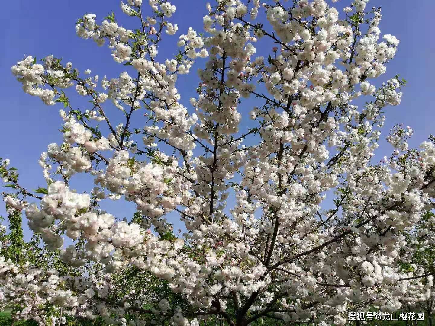 兰兰樱简介龙山樱花园