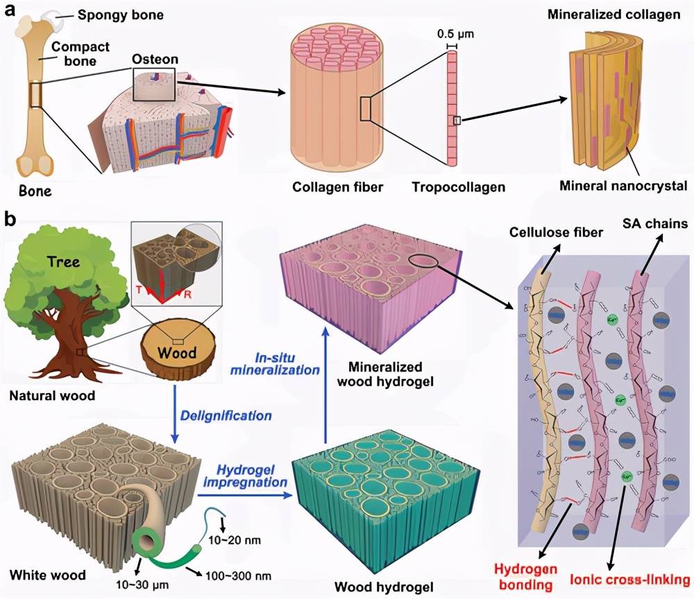 原創南方科技大學任富增高各向異性超強木材水凝膠用於骨骼修復