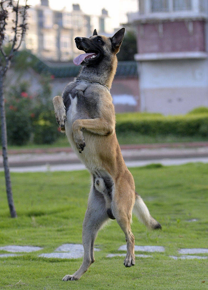 饲养马犬的7个禁忌,有中的赶紧改正,你有犯过吗?_训练