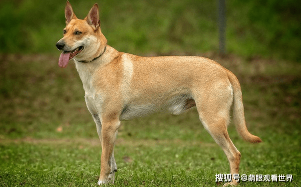 养狗能培养爱心与提升免疫力 有人建议全面养狗 你支持吗 群体