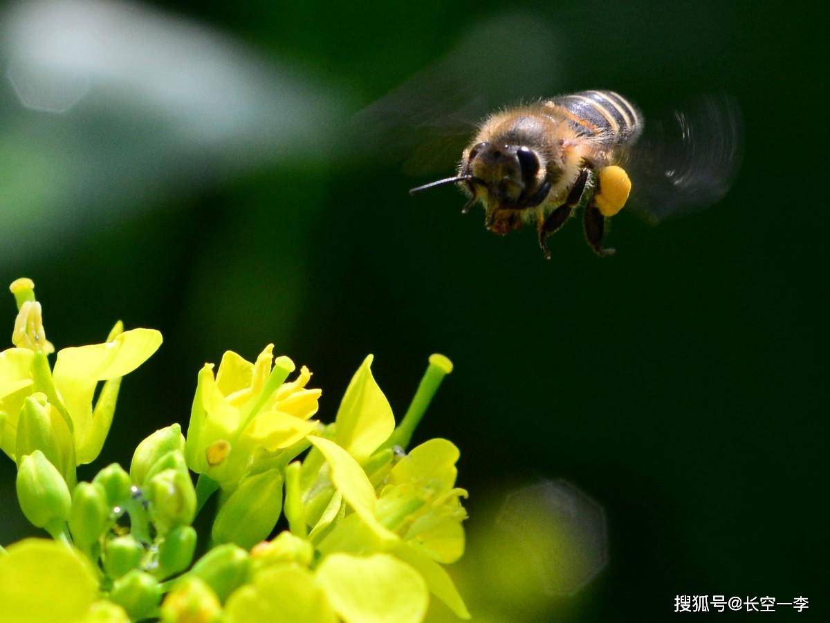 蜜蜂和花的故事 百合花