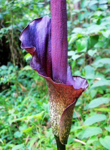 有种植物叫蒟蒻块茎能做豆腐能做肉你有吃过吗