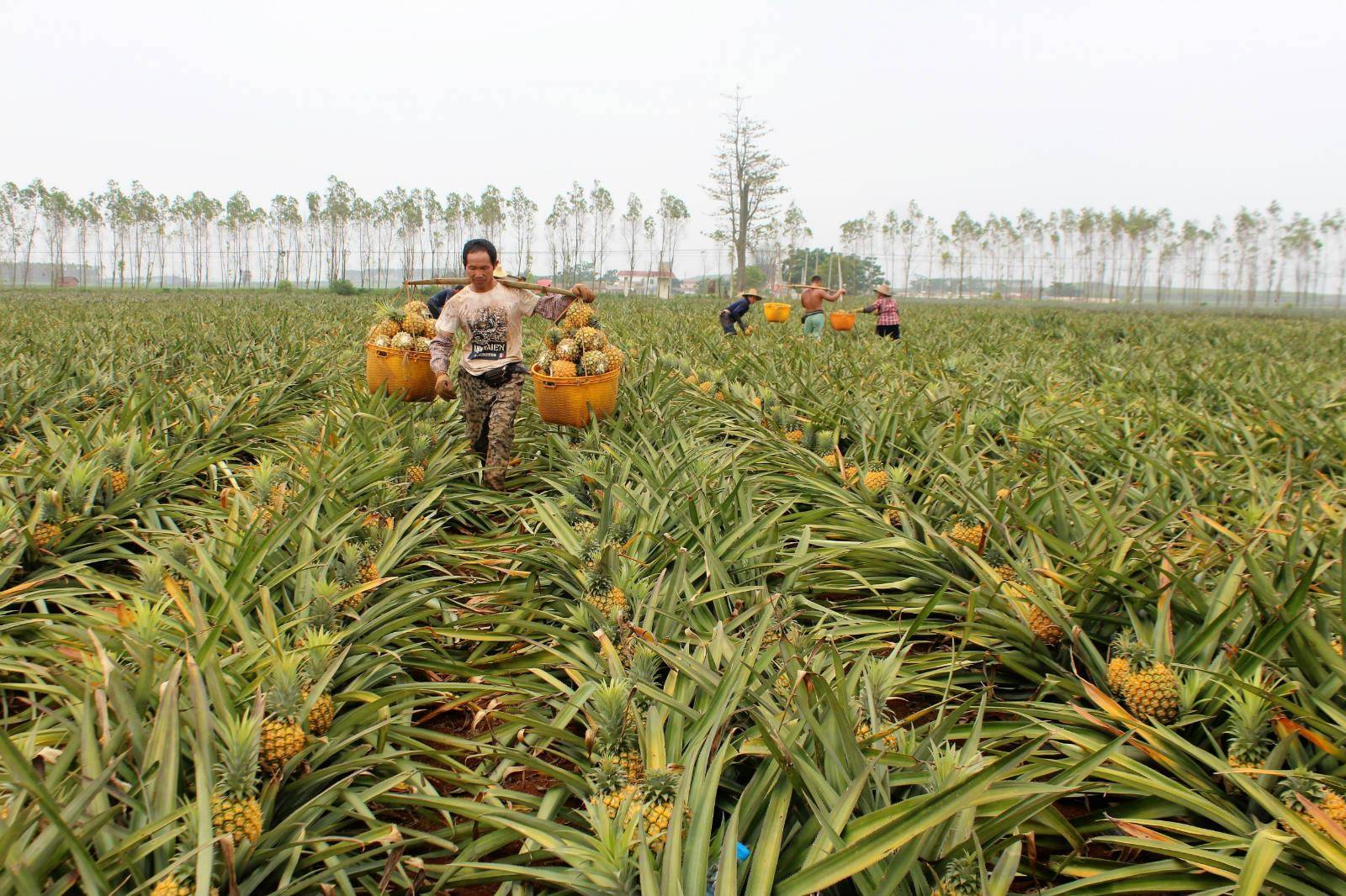 原创台湾农场主嘴炮精选凤梨卖日本剩差的卖大陆抱歉我们不要