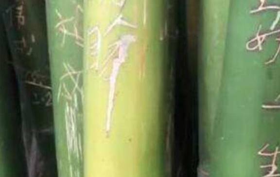 4A景区竹子被刻字 管理员说竹子长得慢很难恢复