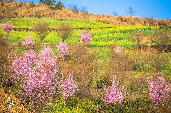 安徽歙县有一处湖山岭，这里人少景美还免费，是春季赏花的好去处