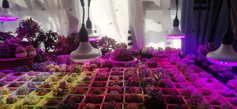 养多肉如何选择植物灯 光照